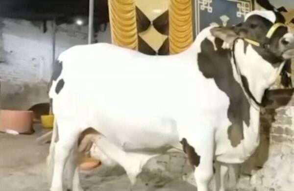 1,600kg bull ‘JF-17 Thunder’ turns Eid ul Adha sensation in Hyderabad