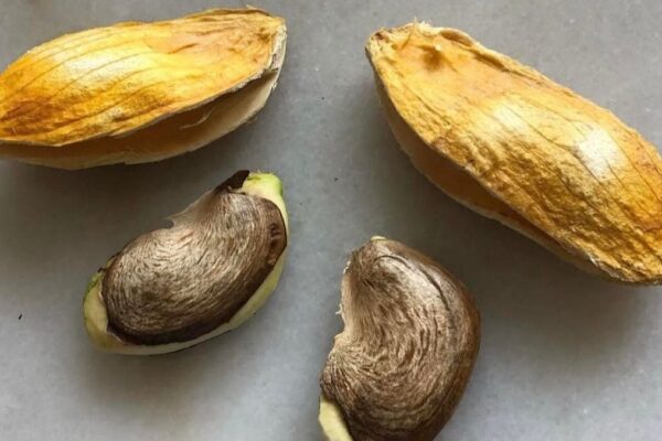 5 Benefits Of Mango Seeds For Skin, Hair, Weight Loss And More