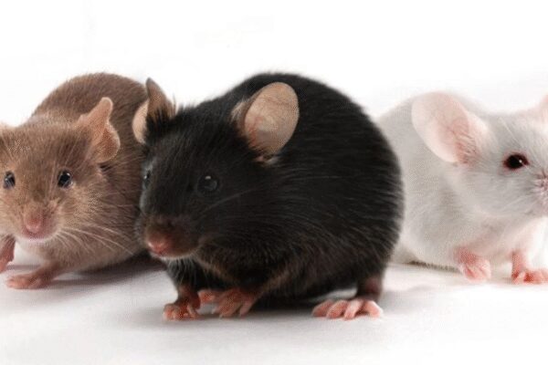 Anti-aging drug cocktail boosts mouse lifespan by 30 percent, offers hope for human longevity | – The Times of India