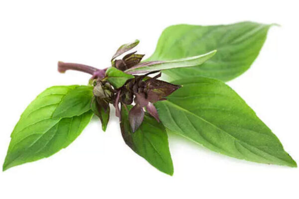 How to use Thai Basil to regrow hair on bald patches – Times of India