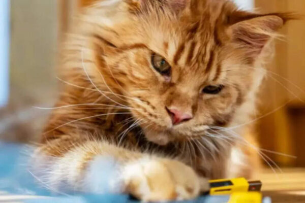 Scientists unlock the hidden gene behind ginger cats’ orange fur and what it means for their future | – The Times of India