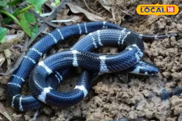 This Snake Leaves No Mark And Barely Any Time To Act; Sightings Increase In MP News18