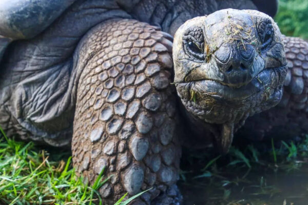 Top 5 longest living turtles in the world that span centuries