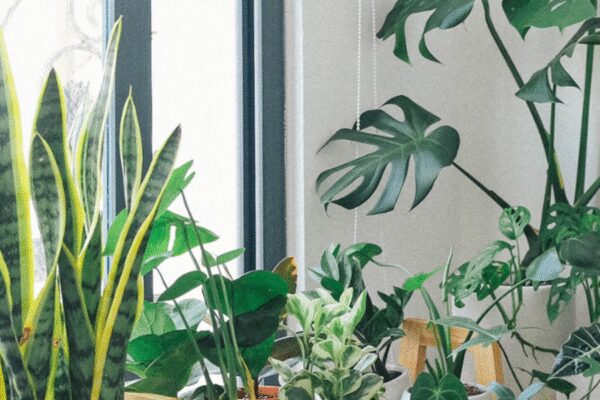 10 indoor plants that are considered to be positive and lucky for the home