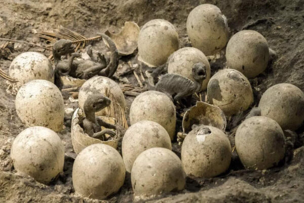 100-million-year-old dinosaur eggs recovered in Jurassic America | – The Times of India