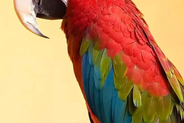 8 popular pet bird breeds that make amazing companions