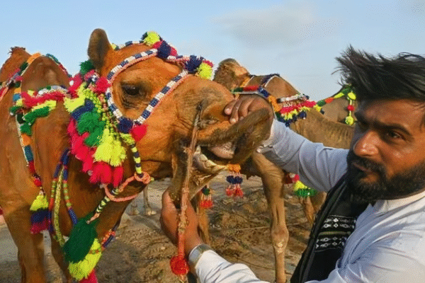 Between reverence and reality: The lost spirit of Eidul Azha | The Express Tribune