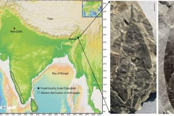 In Assams Coalfield, A 24-Million-Year-Old Fossil Discovery Shocks…Sheds Light On Existence Of Rare…