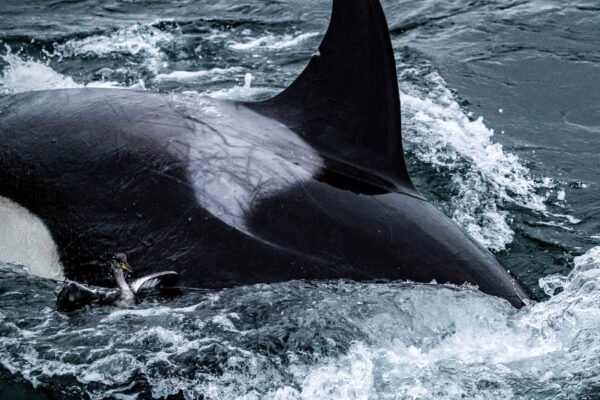 Killer whales caught on video grooming each other with seaweed after master’s student noticed “something kind of weird” going on
