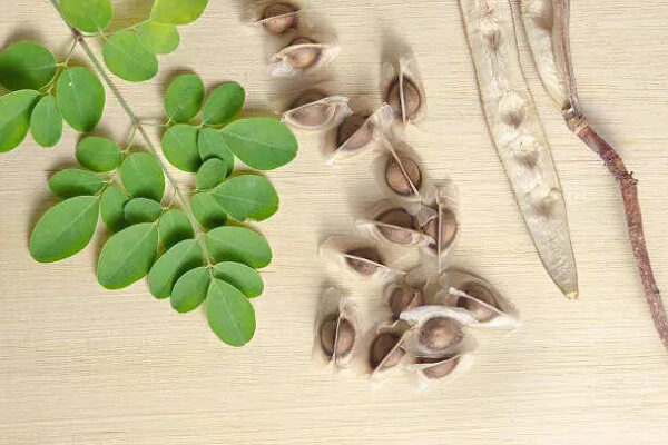 Moringa Seeds for Hair Growth: Not just Moringa juice, here’s how you can use Moringa Seeds for hair growth