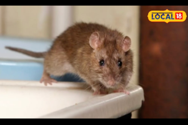 No Poison Needed: This Common Kitchen Spice Can Help You Get Rid Of Rats News18