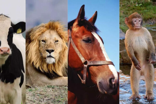 Personality test: Cow, horse, lion, monkey? The animal you choose reveals what you value the most in life – Times of India