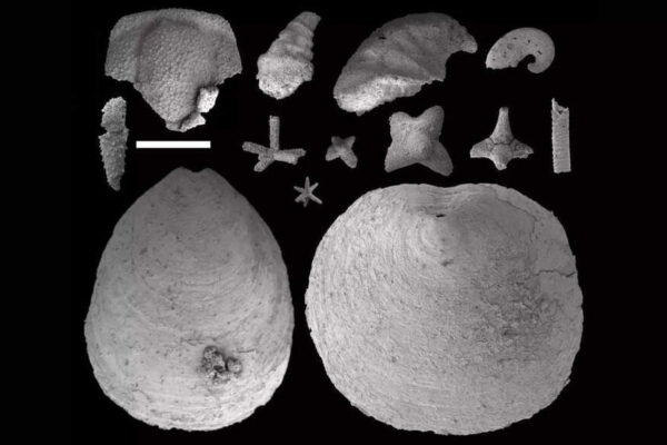 Tiny fossils reveal how water flow shaped the early marine ecosystem | – The Times of India