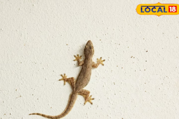 Tips And Tricks: How To Keep Lizards Away From Your House This Summer News18