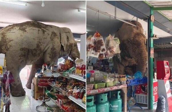 WATCH: Thai shopkeeper caught off guard as wild elephant visits store