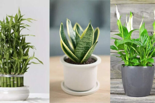 10 best small plants for your office desk | – Times of India