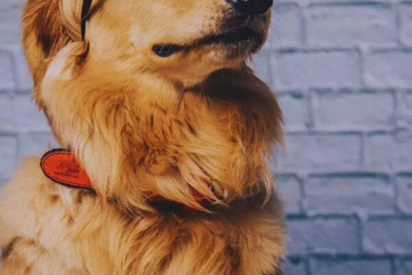 10 cute pet dog breeds known for their incredible intelligence