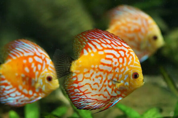 10 longest surviving aquarium fish (some can live up to 200 years)