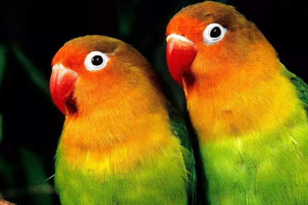 10 things to know before getting Lovebirds as pets