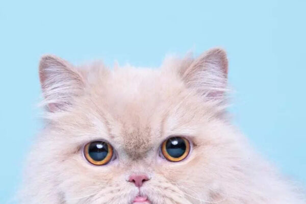 10 things to know before getting a Persian cat