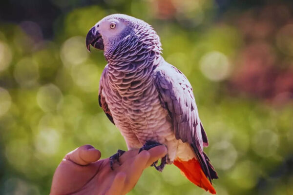 5 most expensive pet birds in the world