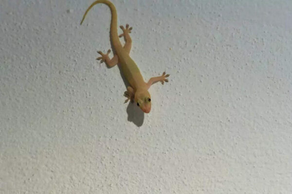 8 natural home remedies to remove lizards from your house this summer | – Times of India