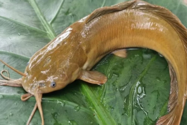 Cancer Risk, Mercury Poisoning, Organ Damage: This Toxic Fish Is Banned Yet Sold Openly News18