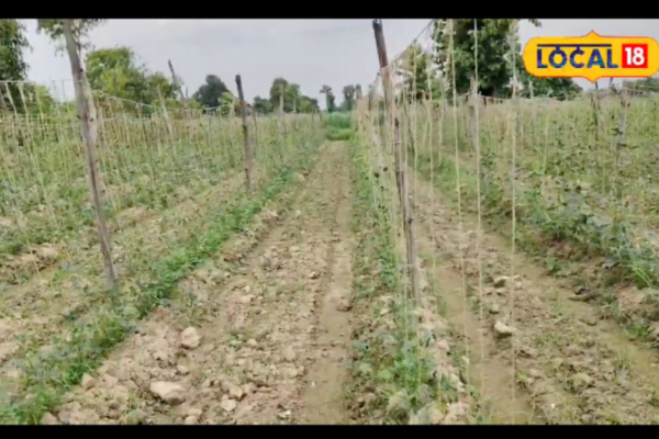 Cowpea Farming: Earn Up To Rs 1 Lakh In Just 3 Months If You Have 1 Bigha Land And Rs 5,000 News18