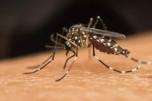 Dengue in monsoon: 10 Symptoms you shouldn’t ignore and how to stay protected | – Times of India
