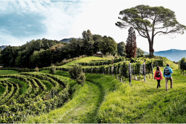 Embark On A Scenic Wine Journey Through Switzerland’s Most Picturesque Vineyards News18