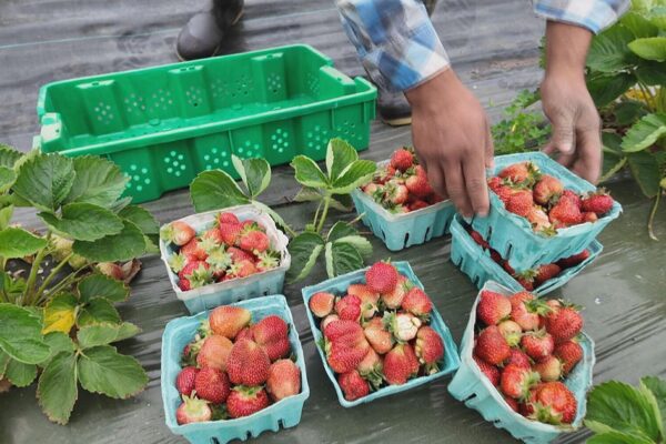 Food aid groups bought from local farmers with USDA grants. Abrupt cuts leave both struggling.