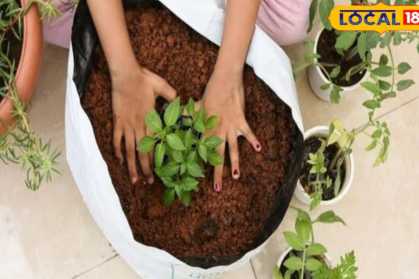 Here’s How You Can Grow Ridge Gourd, Bottle Gourd & Bitter Gourd At Home This Monsoon News18