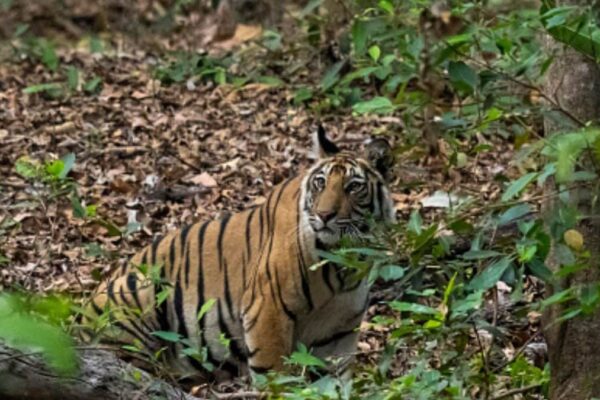 International Tiger Day 2025: 7 Tiger Safari Spots In India To Visit This August News18