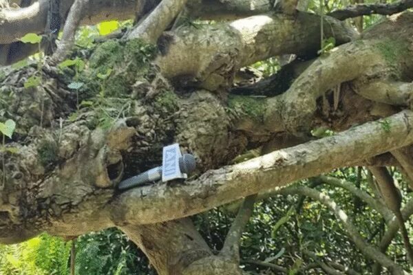 Kanchan trees, nature-based solution to riverbank erosion in Majuli – The Times of India