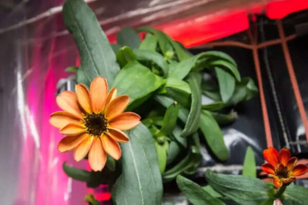 NASA proves growing plants in space is key to healthy astronaut life on Mars missions and deep space travel | – The Times of India