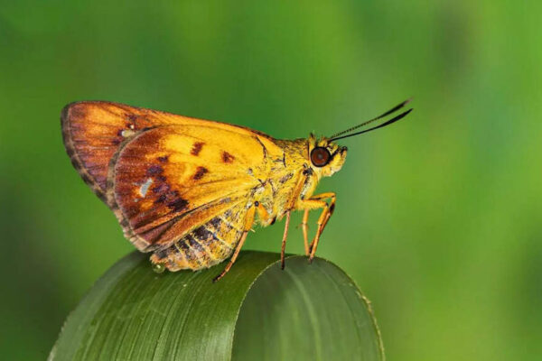 New butterfly species named Zographetus Mathewi discovered in Kerala’s Western Ghats | – The Times of India