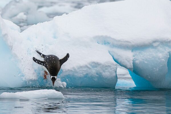 PENGU Leads Top Memecoin List Amid 20% Daily Surge – What’s Behind The Rally?