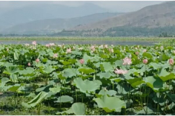 Pink paradise: Lotus beds re-emerge after 25 years; J&K’s Wular lake in full bloom | – The Times of India