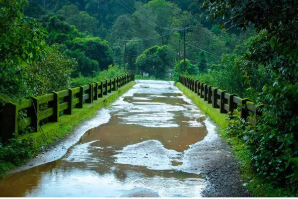 Protect yourself from monsoon health risks and humidity with these natural ways | – Times of India