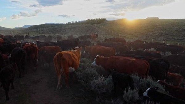 Riding along on the Green River Drift, the longest-running cattle drive left in Americ