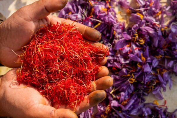 Saffron At Home: How To Grow The World’s Most Precious Spice In Small Spaces News18