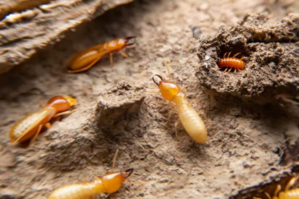 Termites Eating Away Your Furniture? Here Are Some Cheap Remedies News18