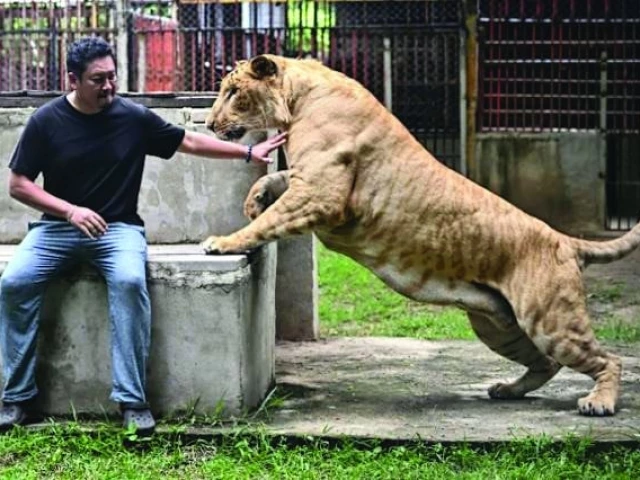 thailand s captive liger population has exploded in recent years photo afp