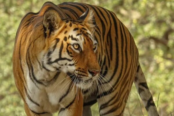 Tigers Of Tadoba: Stories From The Heart Of Jungle On International Tiger Day 2025 News18