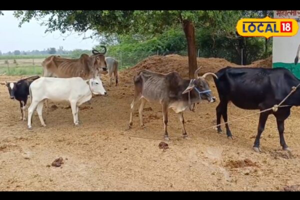 Tips And Tricks: Protect Your Pets And Livestock Against Insects With Simple Detergent Spray News18