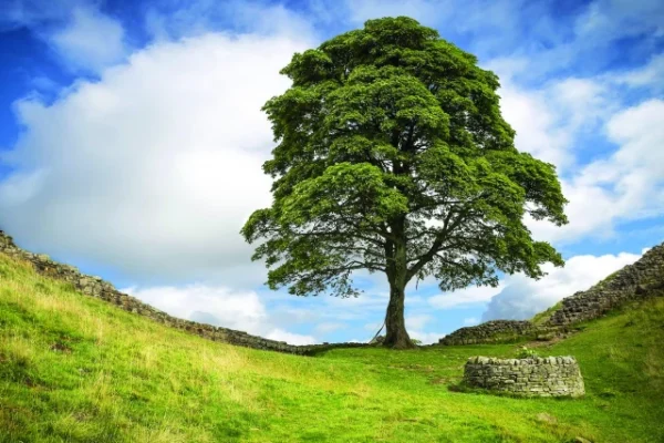 the tree had stood for 200 years photo file