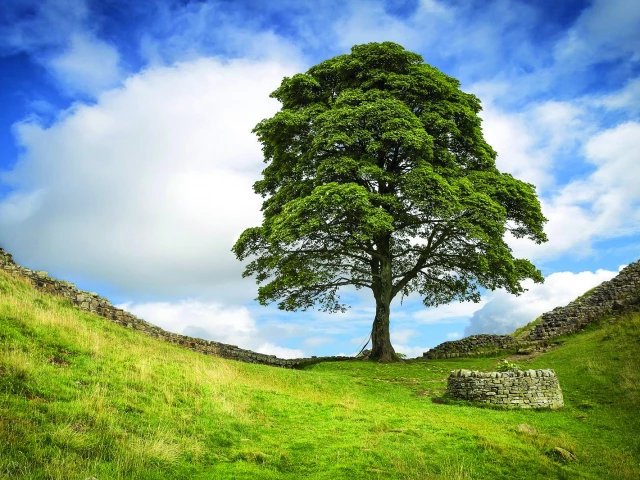 the tree had stood for 200 years photo file