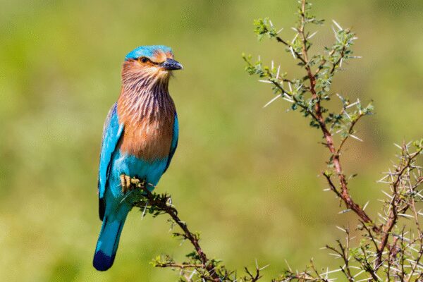 Wings Over Delhi: 221 bird species tracked in national capital; an year-long citizens-led project – The Times of India