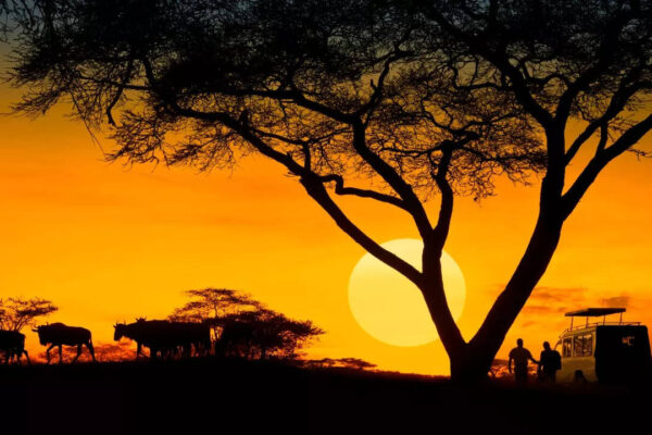 10 nocturnal animals that can be spotted during night safari