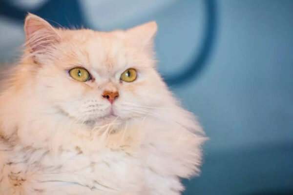 International Cat Day 2025: From Persian to Bengal Cat– 5 most beautiful and popular pet cat breeds in the world